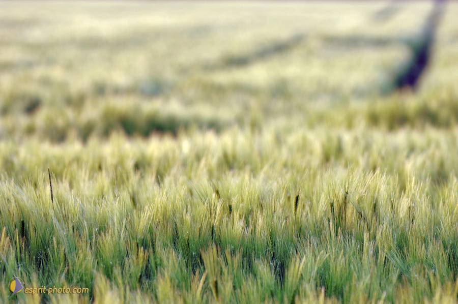 Nom de l'image : D2225108_1_(c)Norbert-JUNG — Description :